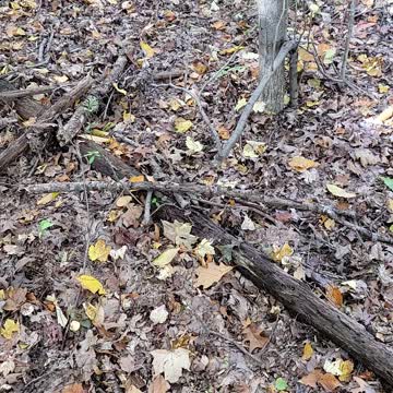 I spy mushroom hunt easy mode