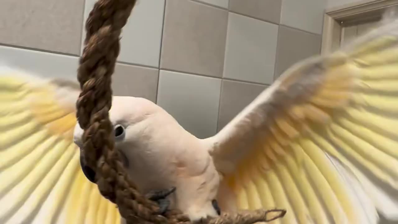 Funny cockatoo birds playing