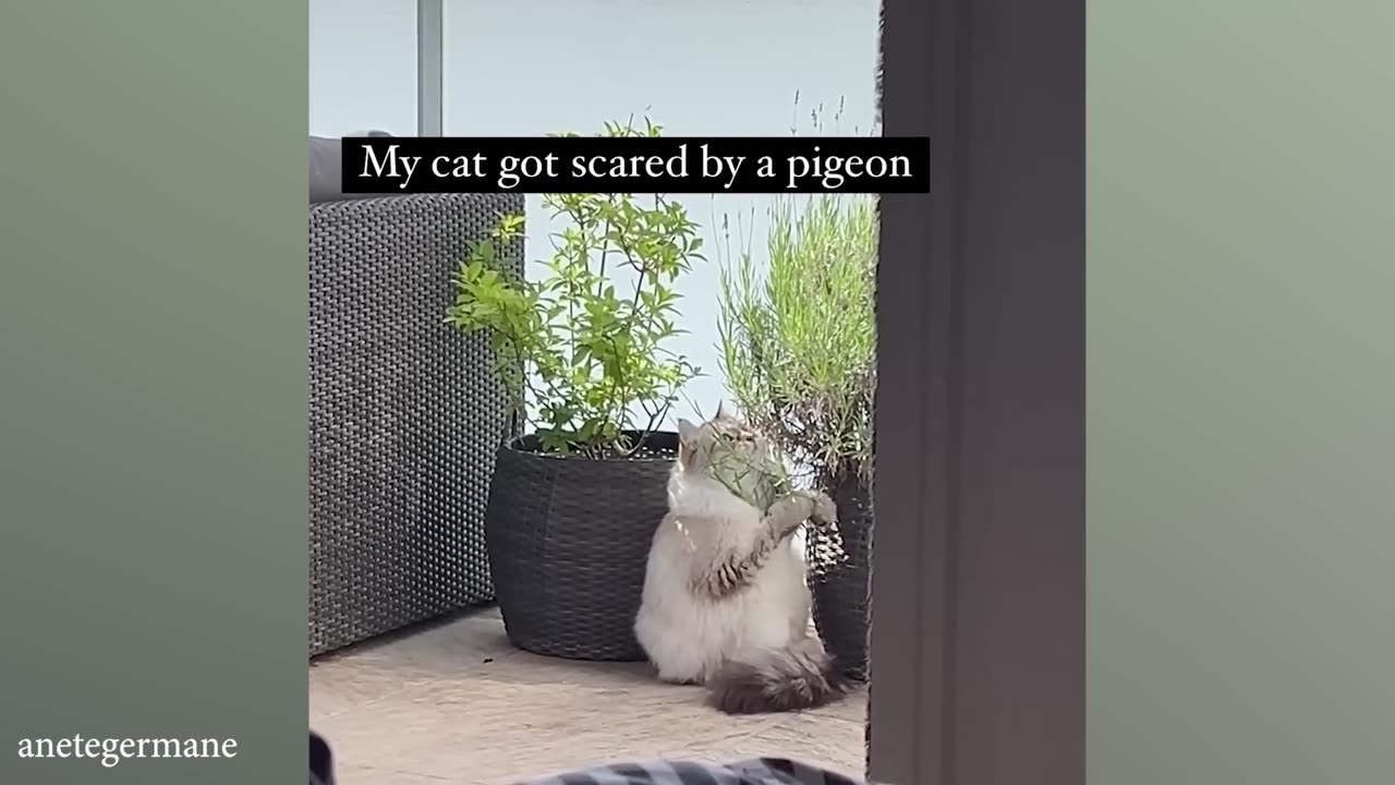 Laugh-Out-Loud Animal Fails: Funniest Cats, Dogs, and Pet Antics!