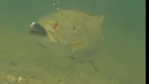 Bass Eats a Drop Shot Gilly!!!