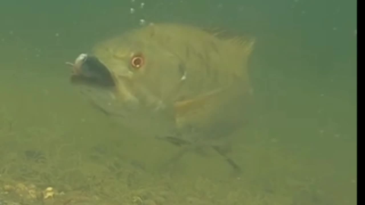 Bass Eats a Drop Shot Gilly!!!