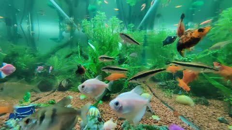 Fish-tank in Time-lapse