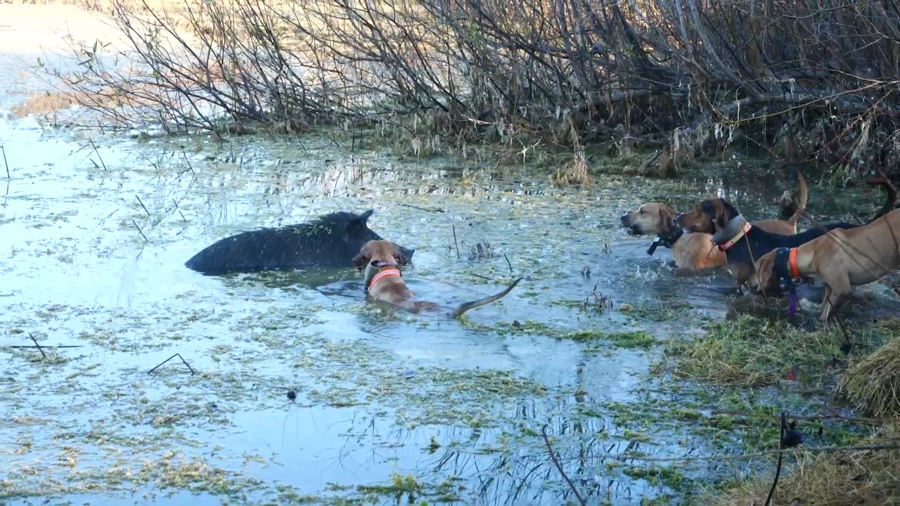 Removing Hogs for the local Farmers