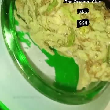 Unique Presentation Of Gorilla Glue (GG4) - East Coast Mountain Grown