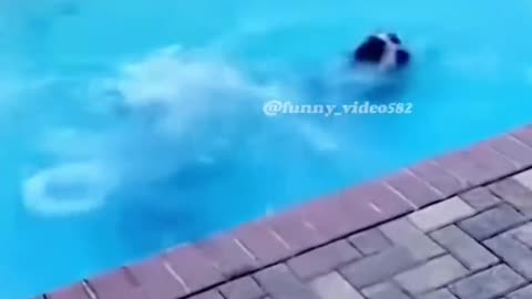 Funny Animals Compilation