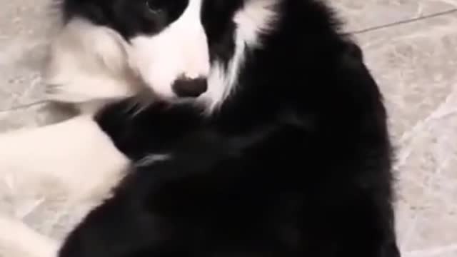 owner wants puppy's attention