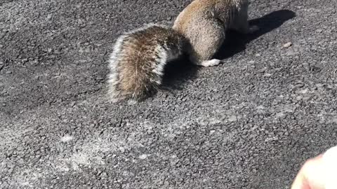 Feeding The Squirrel in the park