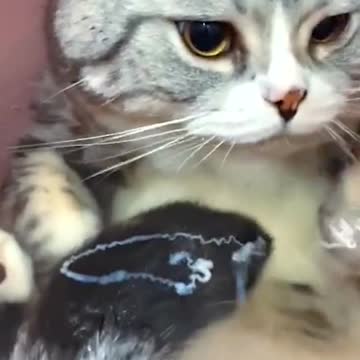 Do you have a cat that loves baths so much?