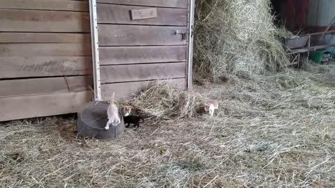 Barn Kittens