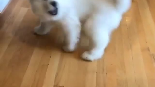 Little puppy looks like drunk and...