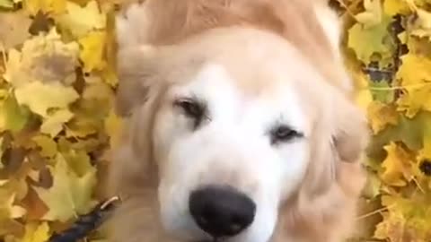 Happy Dog Tiktok