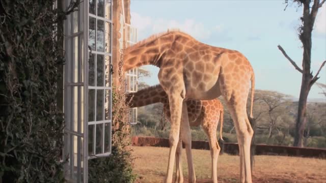 Giraffes stick their heads into the windows of an old mansion in Africa