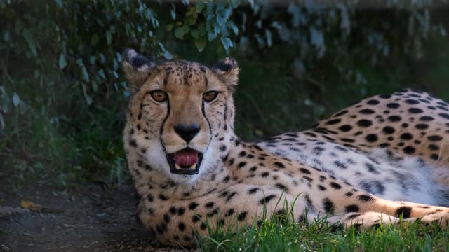 Cheetah