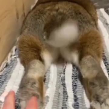 rabbit is ticklish
