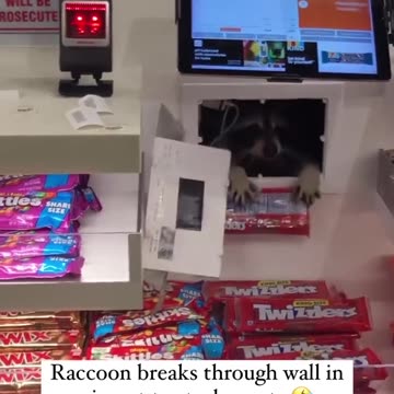 Raccon breaks through wall in airport to steal sweets