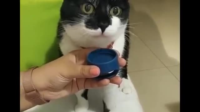 Cats are so, so, so funny