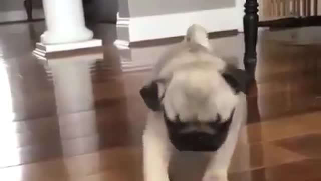 Best Funny Animal Videos 2022 😺 Funny Dog Videos 2022 😁 Funniest Dog Videos 😁😇