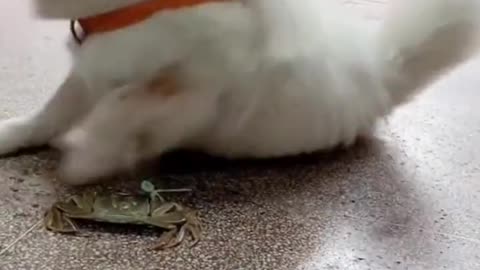 Funny Pets Moment #28