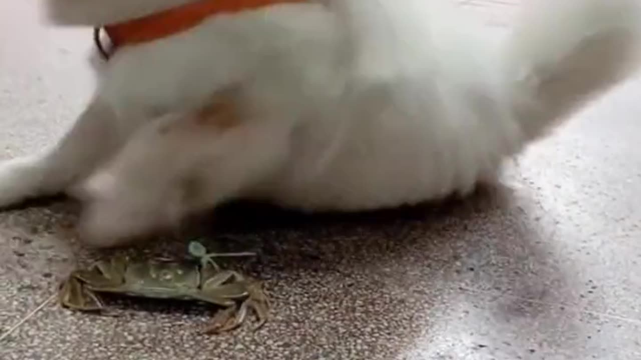 Funny Pets Moment #28