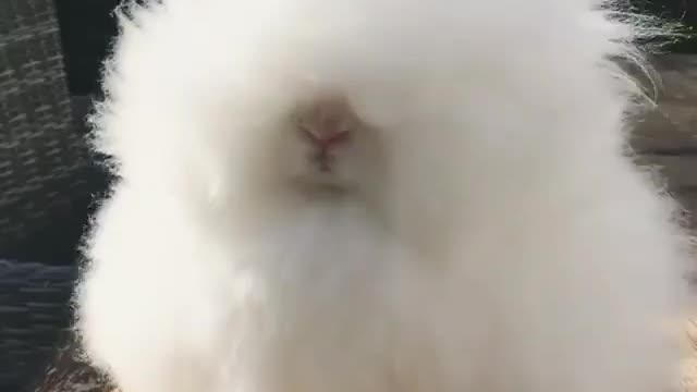 Cute hairy puppy enjoying breez