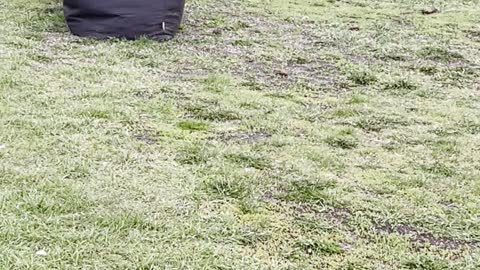 Bunny in dust box on grass