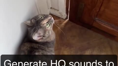 Sounds that attract cats