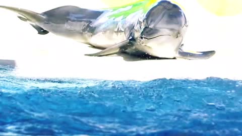 # CUTE AWESOME DOLPHIN ENJOYING ITSELF#