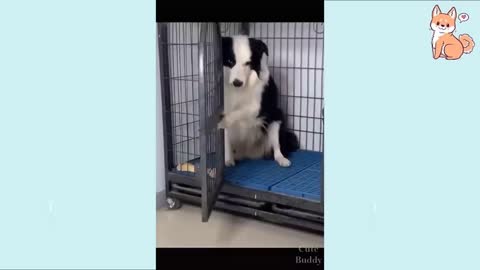 Cute puppies reaction on giving small amount of food instead of giving them large one