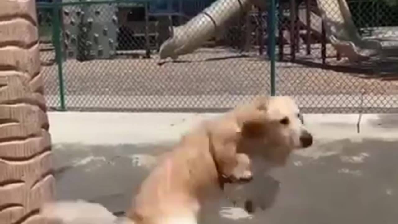 Dog beautiful plying with water sweet