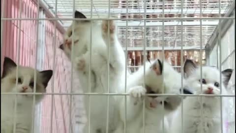 kitten playing in cage