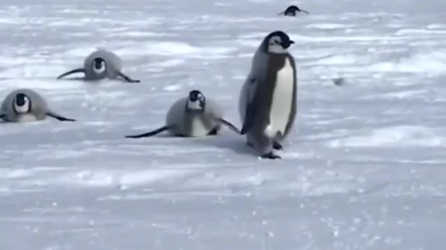 The white brothers are racing, and the black penguins want to do the same