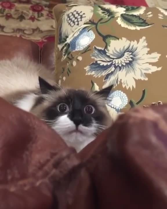 Gato en modo ataque muestra una expresión facial realmente graciosa