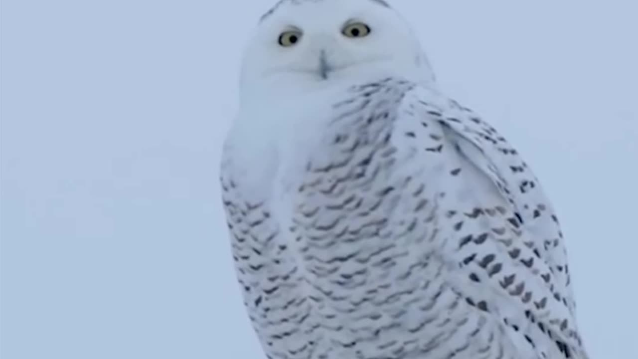 Meet the Snowy owl | The Cute Owl species