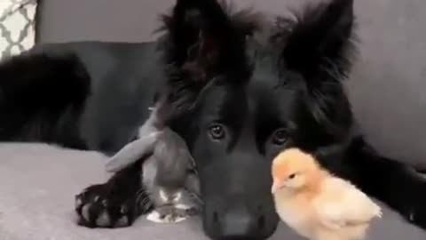 Amazing dog video