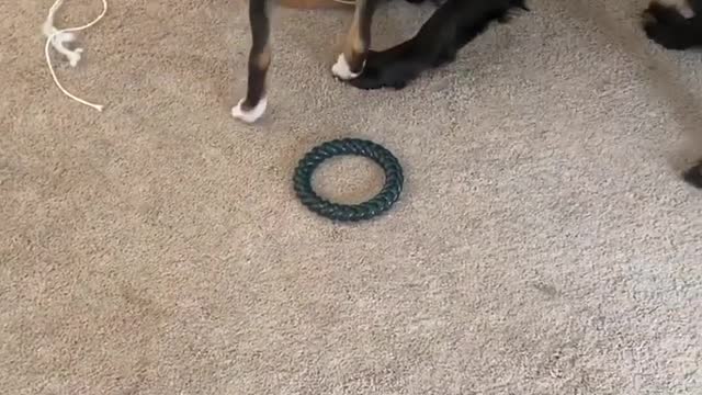 DOG TRAINING || NEW DOG LEARNING VIDEO || DOG TRAINING TIPS