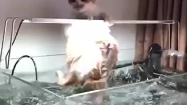 The cats who to catch fish in the aquarium