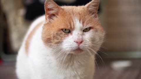 White And Brown Cat Portrait Stock Video - Download .mp4