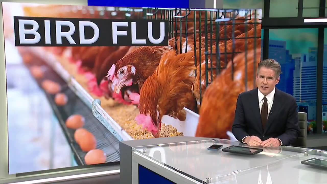 FOX31 Denver: 10 human bird flu cases confirmed among Colorado workers