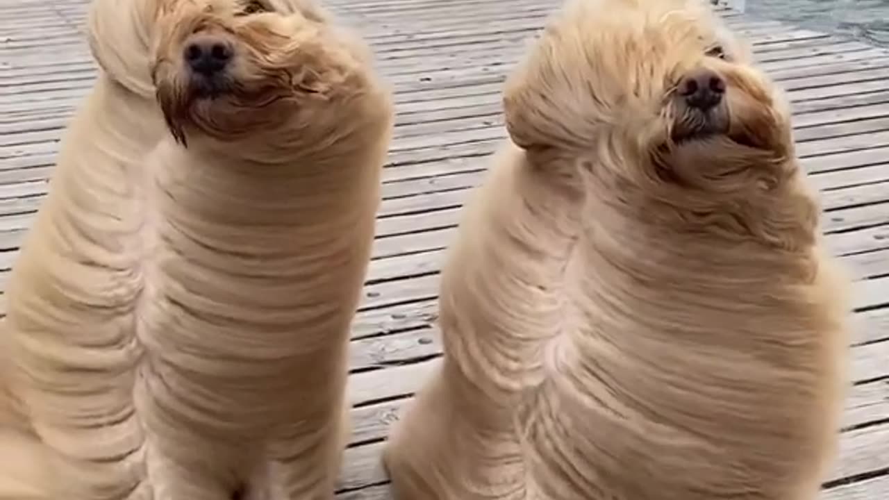 Windy Windy For the Dogs