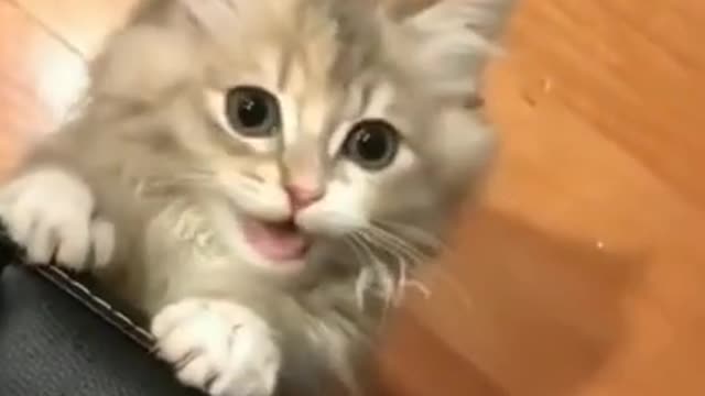 So cute cat fanny video little kittens meowing and talking - cut cat video🥰 #shorts #cutcat #kittens