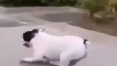 DOG funny moment whit bobo hh