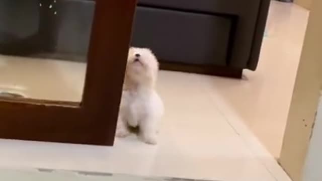 More milk mom Please! 😽😽😽 Funny dog video #Shorts