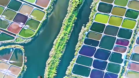 Beautiful lattice water field