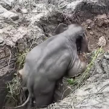 Amazing Rescue 🐘😲