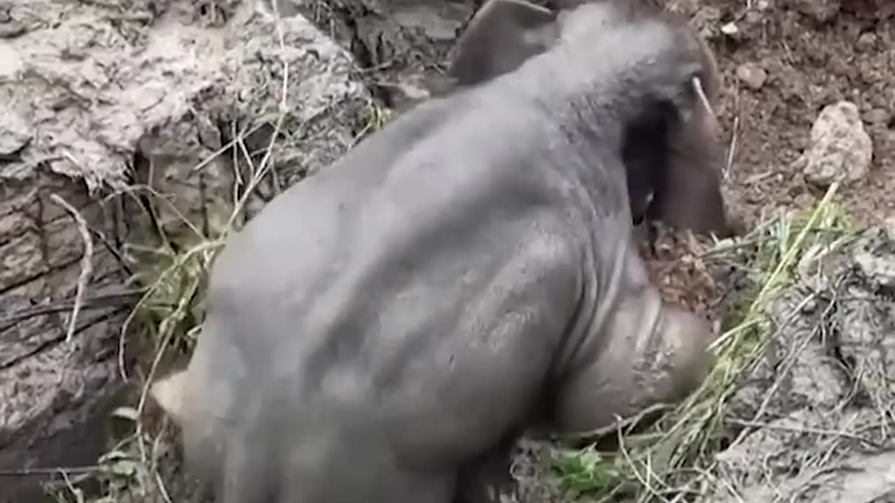 Amazing Rescue 🐘😲