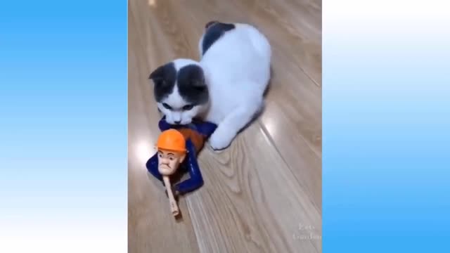 Top Funny Cat Dog Videos of The Weekly