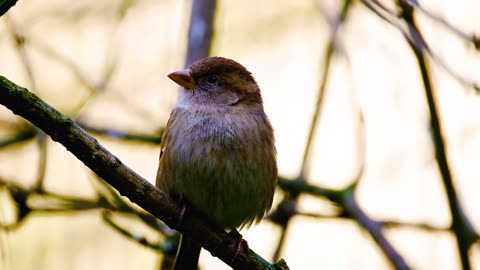 Nature with bird