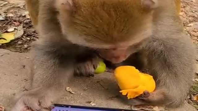 Funniest Videos 2022 Funny Cats and Dogs Part 51