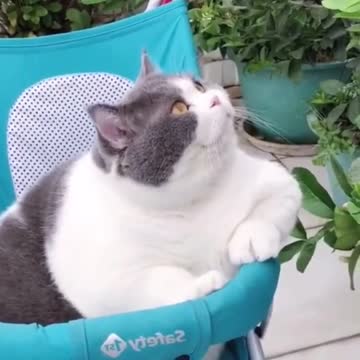 Fat cats funny videos