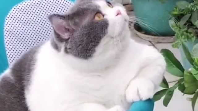 Fat cats funny videos